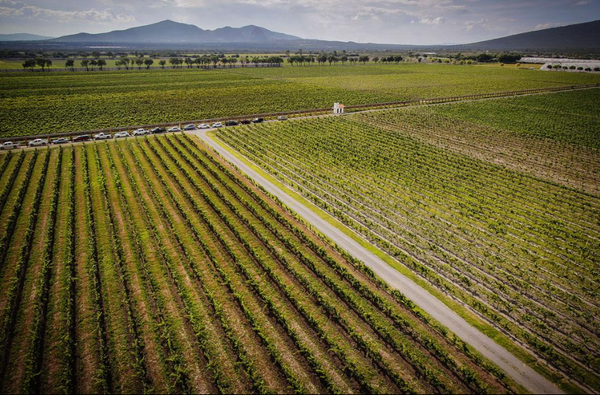 Viñedos en Querétaro: vino, campo y el espíritu Tierra Norte